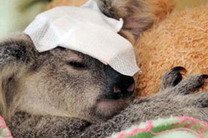 В американском зоопарке неизвестный расстрелял коал