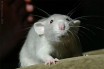 В пяти районах Киева развелись крысы