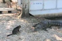 Кот из Луизианы справился с аллигатором