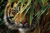 Зоопарк в Индии скорбит из-за смерти одной из старейших тигриц
