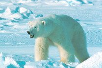 США объявили 500 тыс кв км на Аляске важными для защиты белого медведя