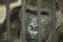 В Киевском зоопарке горилле купят телевизор