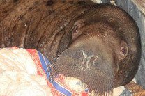 Заблудившийся моржонок поселился в гараже на Ямале