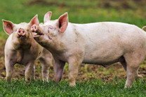 Британцев озадачили пластиковые свиньи в поле