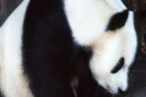 Пережившая Олимпийскую славу молодая панда умерла от эпилепсии