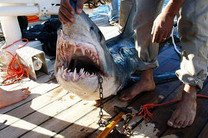 Экологи обеспокоены массовым истреблением акул в Красном море