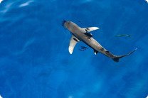 В Шарм-эль-Шейхе пьяный турист раздавил акулу