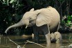 Африканских слонов разделили на два биологических вида