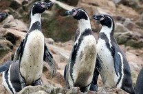 В Киевском зоопарке погибло ещё три пингвина Гумбольдта