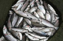 Ученые выясняют причины массовой гибели рыбы в штате Арканзас