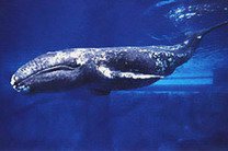 Ученые через спутник ищут зимовки краснокнижных китов в Охотском море