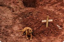 Верный пес не покидает могилу хозяйки в Бразилии