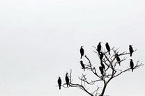 � ����� ������������� �������� ������ ����