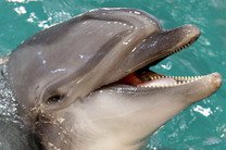 Украинcкие экологи выступили против дельфинариев