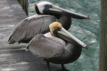 Мертвые пеликаны обнаружены на побережье Северной Калифорнии