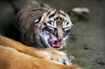В зоопарке Таман Римбо родились три суматранских тигра