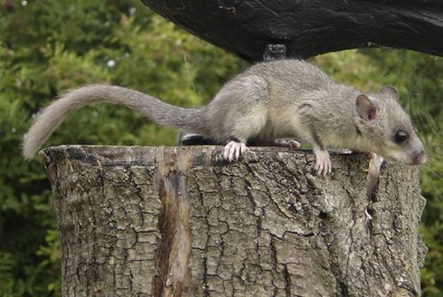 Dormouse JuzaPhoto